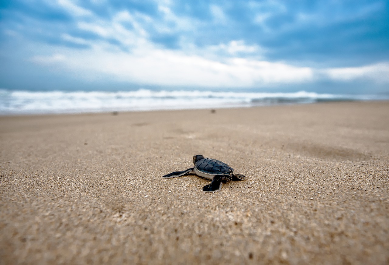 ASEA investiga hidrocarburo en playas de Tamaulipas