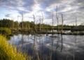 Bosques y selvas, el pulmón mexicano bajo amenaza Bosques y selvas, el pulmón mexicano bajo amenaza