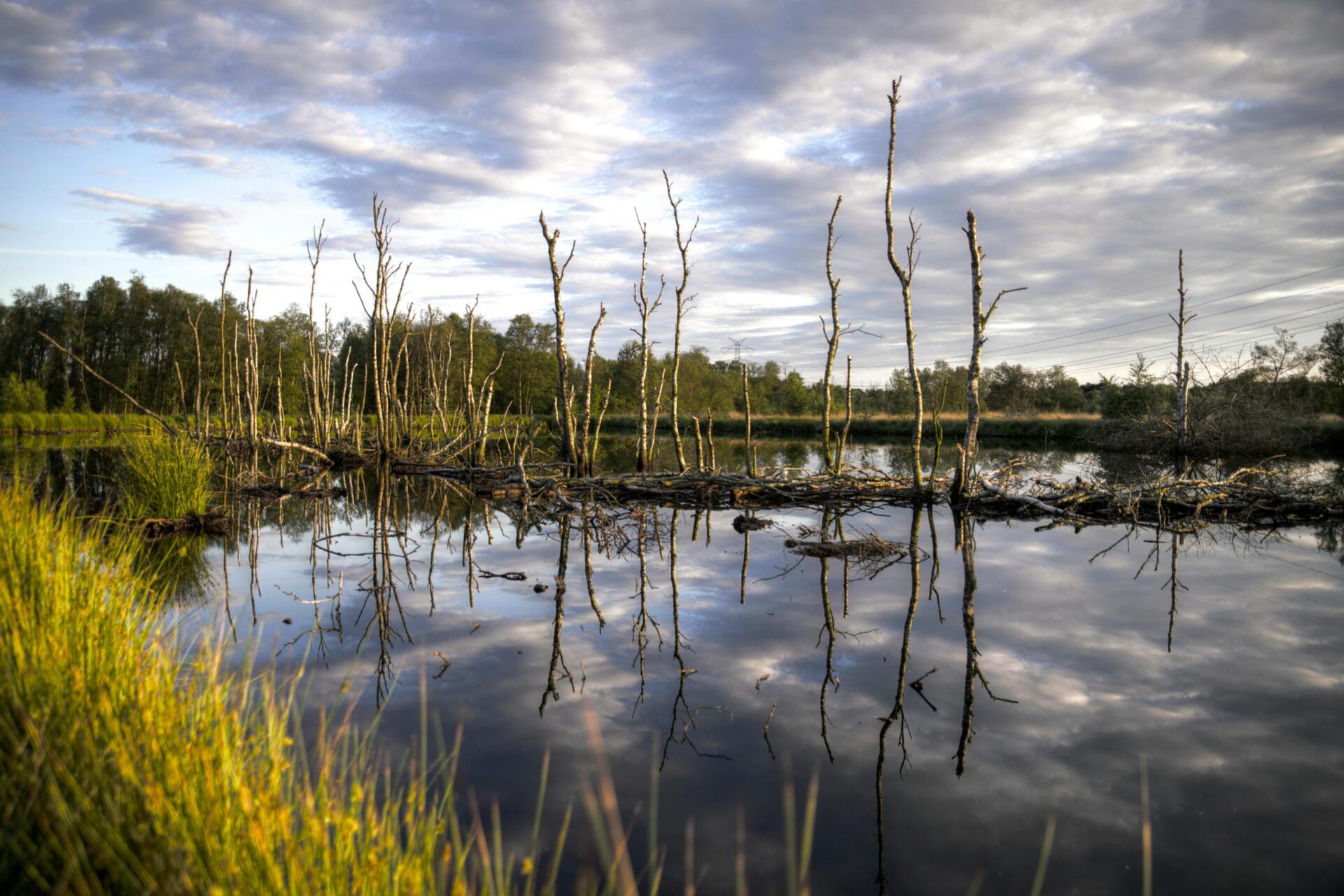 Bosques y selvas, el pulmón mexicano bajo amenaza