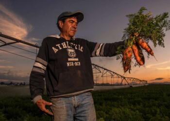 Productores podrán acceder a tarifa eléctrica agrícola