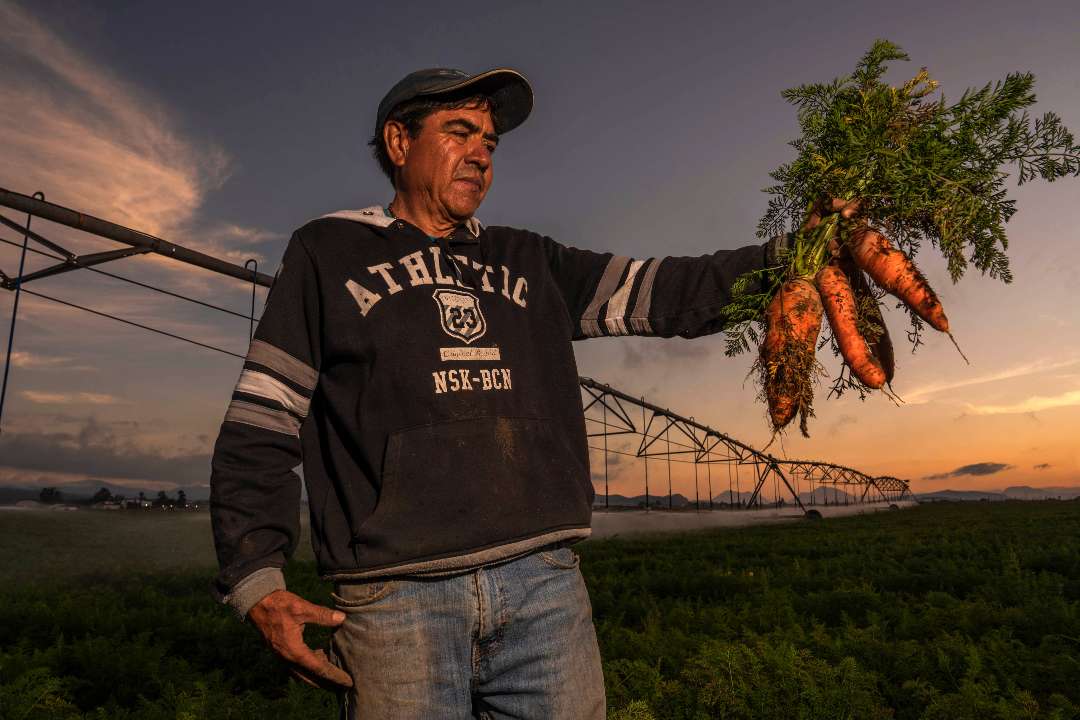 Productores podrán acceder a tarifa eléctrica agrícola