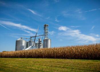 Regulación limita avance de biocombustibles